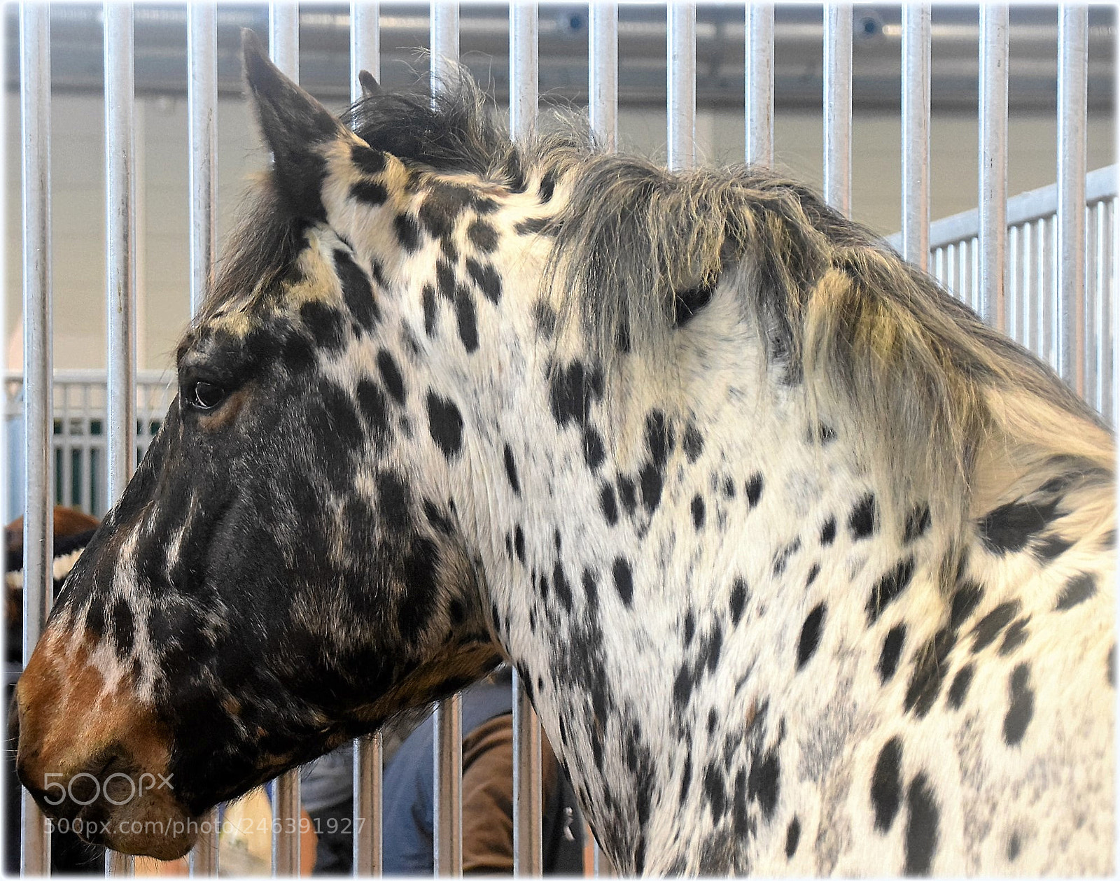 Nikon D810 sample photo. "schecke" photography