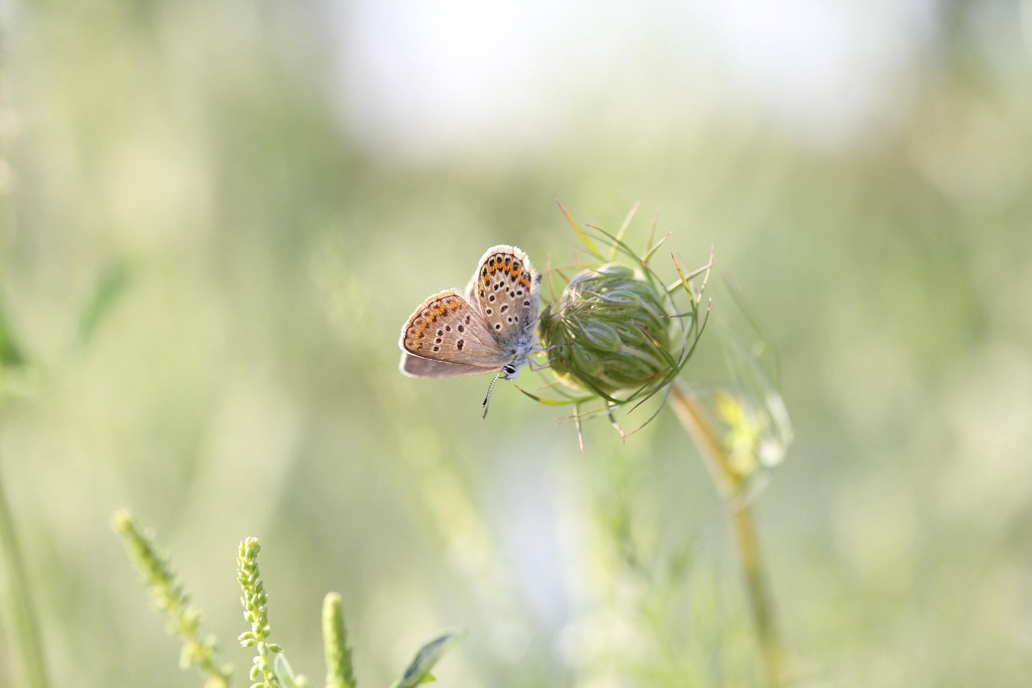 Canon EF-S 60mm F2.8 Macro USM sample photo. Img photography