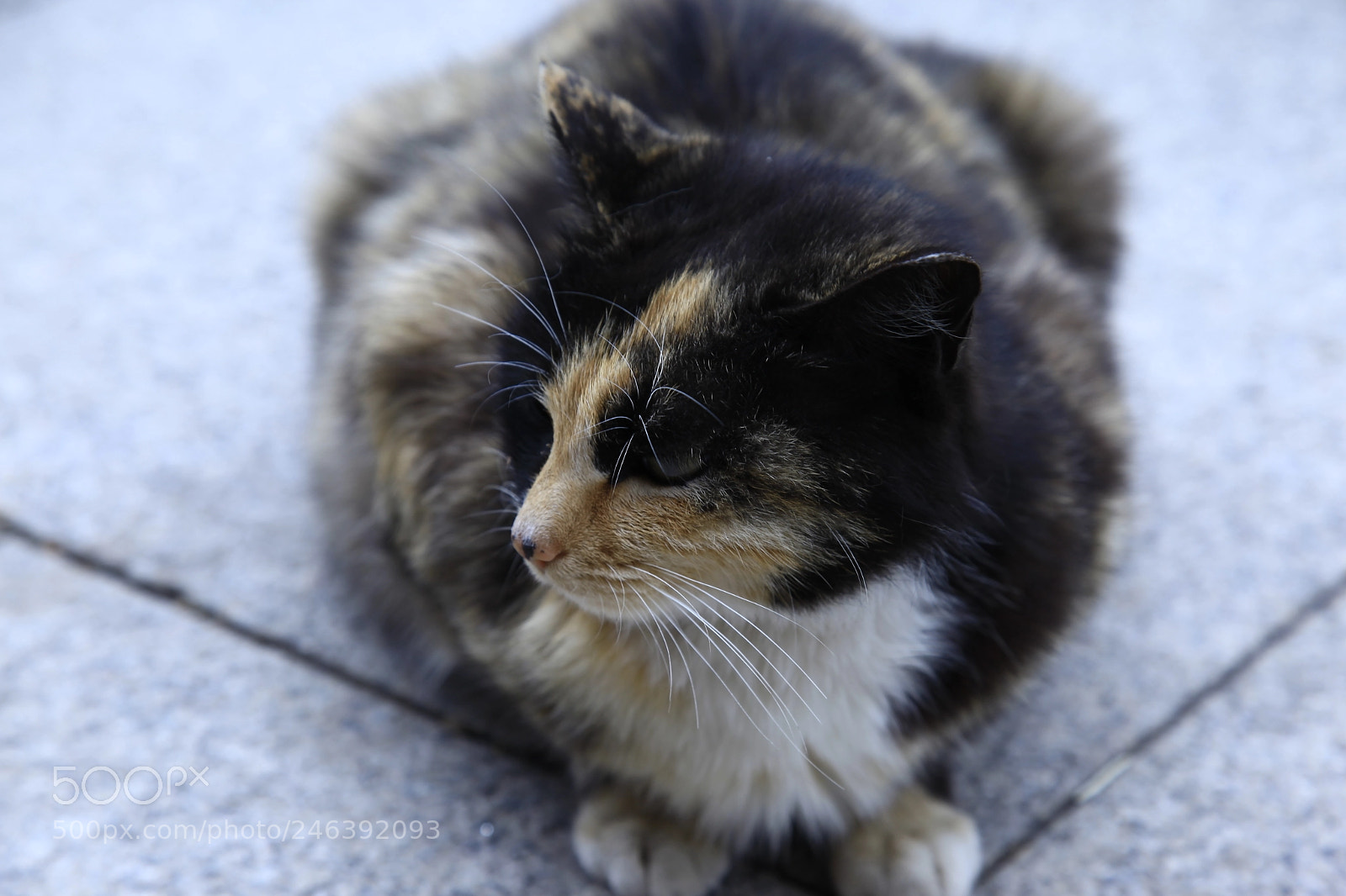 Canon EF 24-105mm F4L IS USM sample photo. 可爱 photography