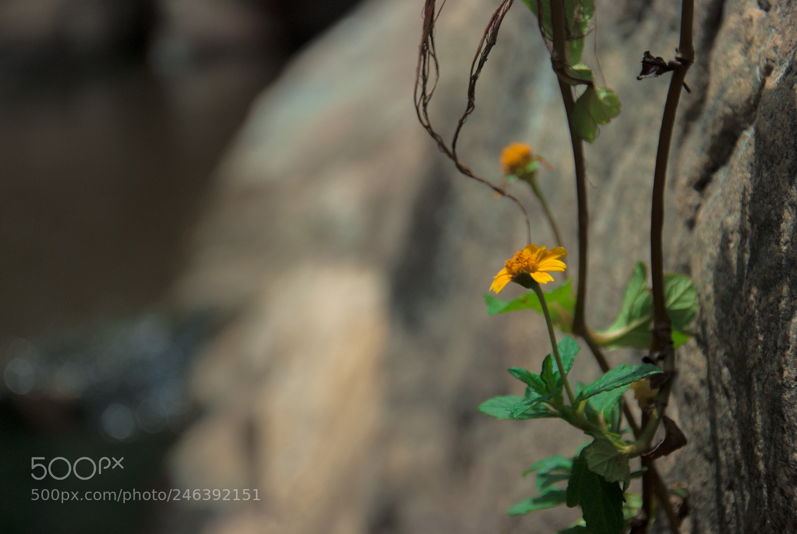 Nikon D80 sample photo. Flor e rocha (de ) photography