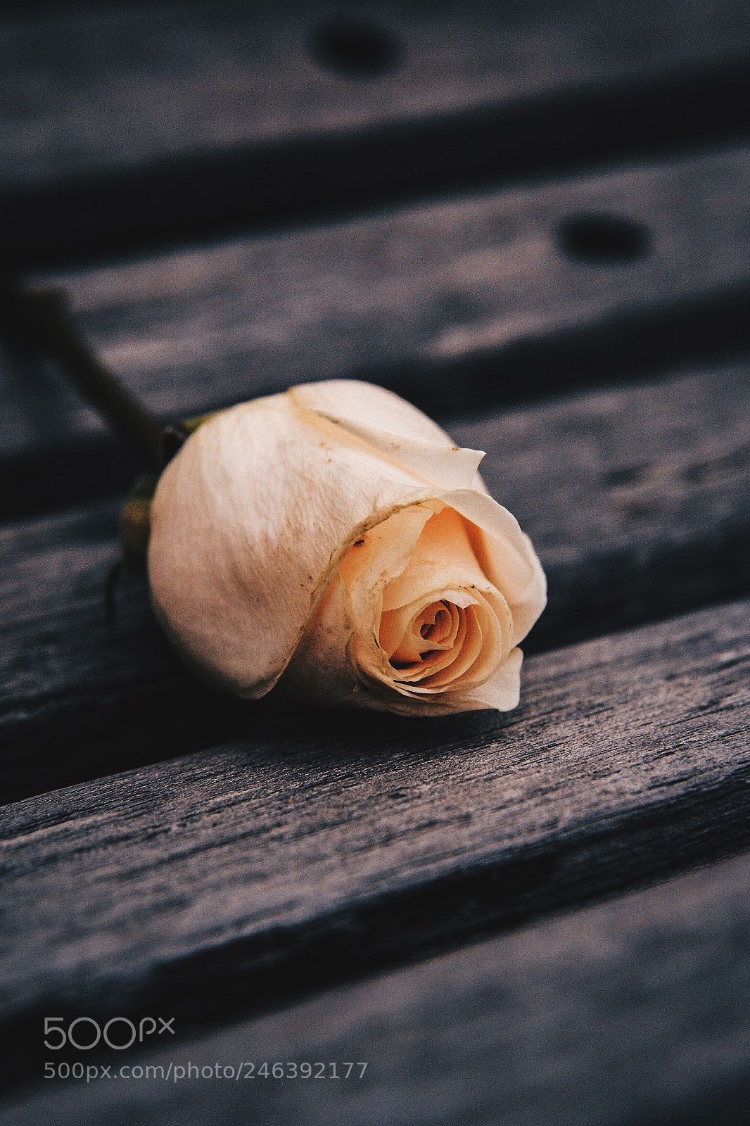 Nikon D3100 sample photo. Untitled photography