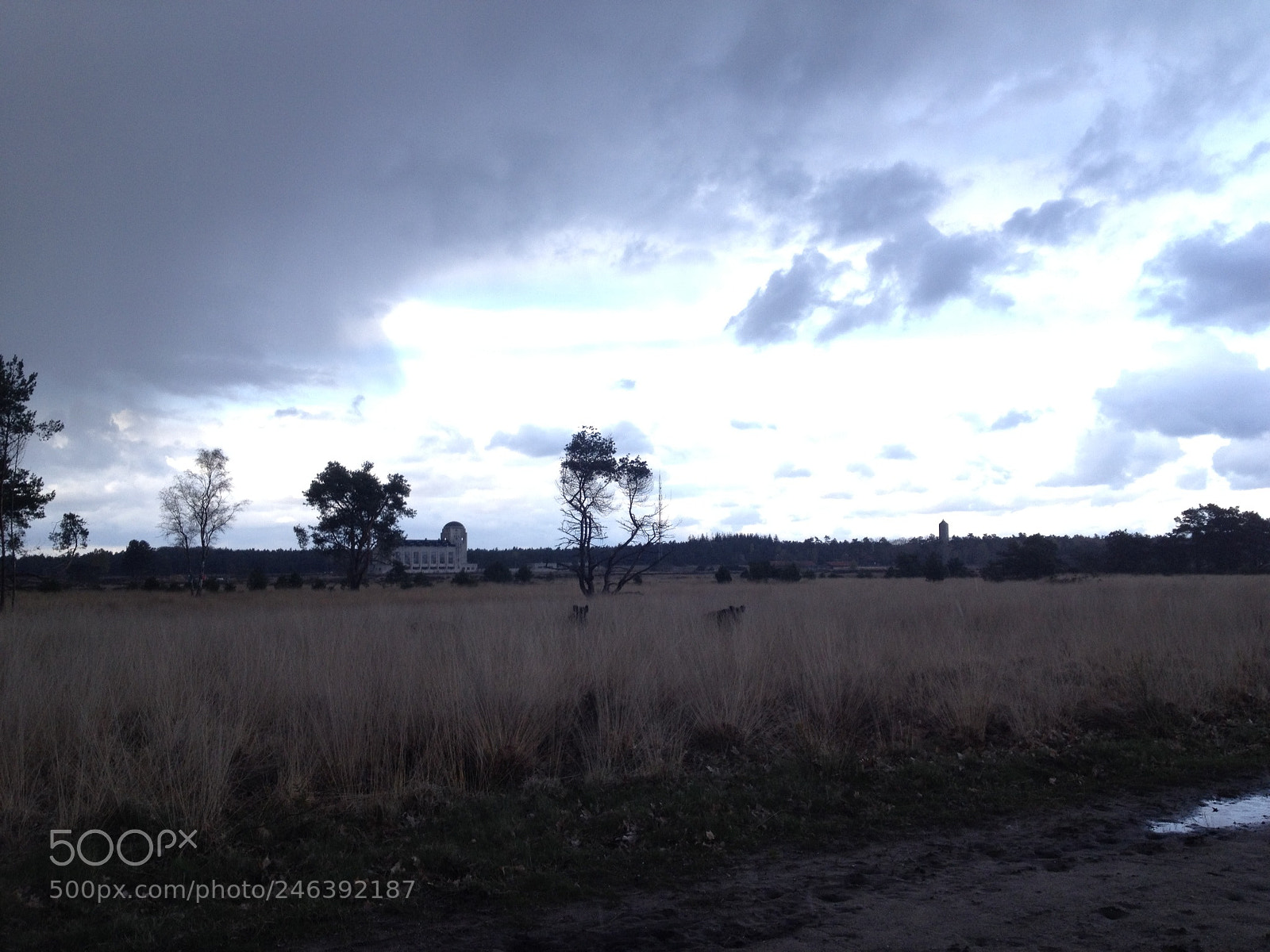 Apple iPhone 4S sample photo. Find the wild boars photography