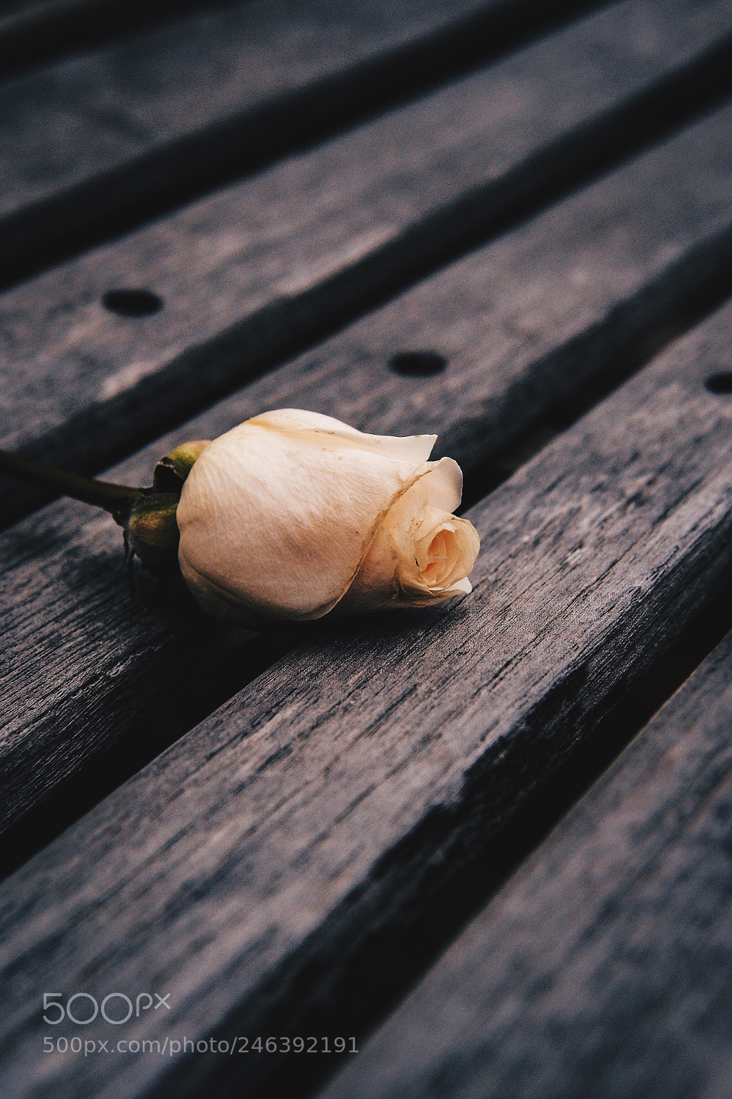 Nikon D3100 sample photo. Untitled photography