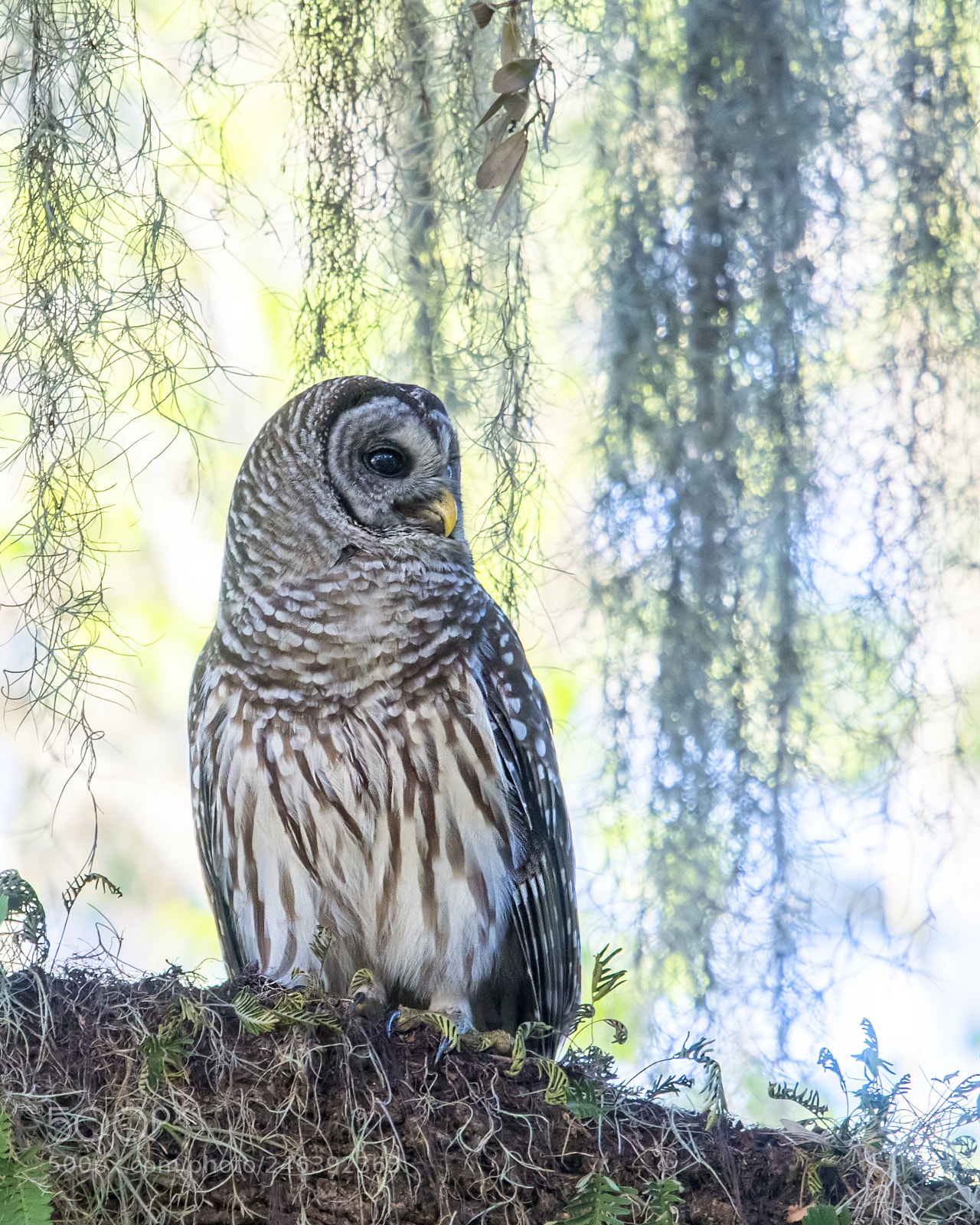Nikon D500 sample photo. Barred owl photography