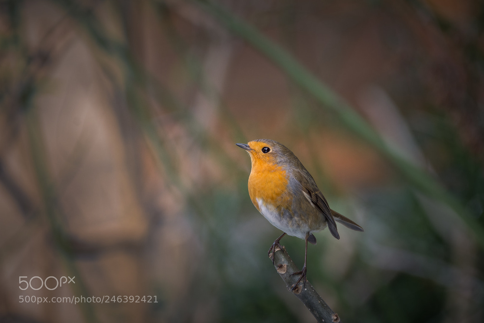 Nikon D7200 sample photo. Robin photography