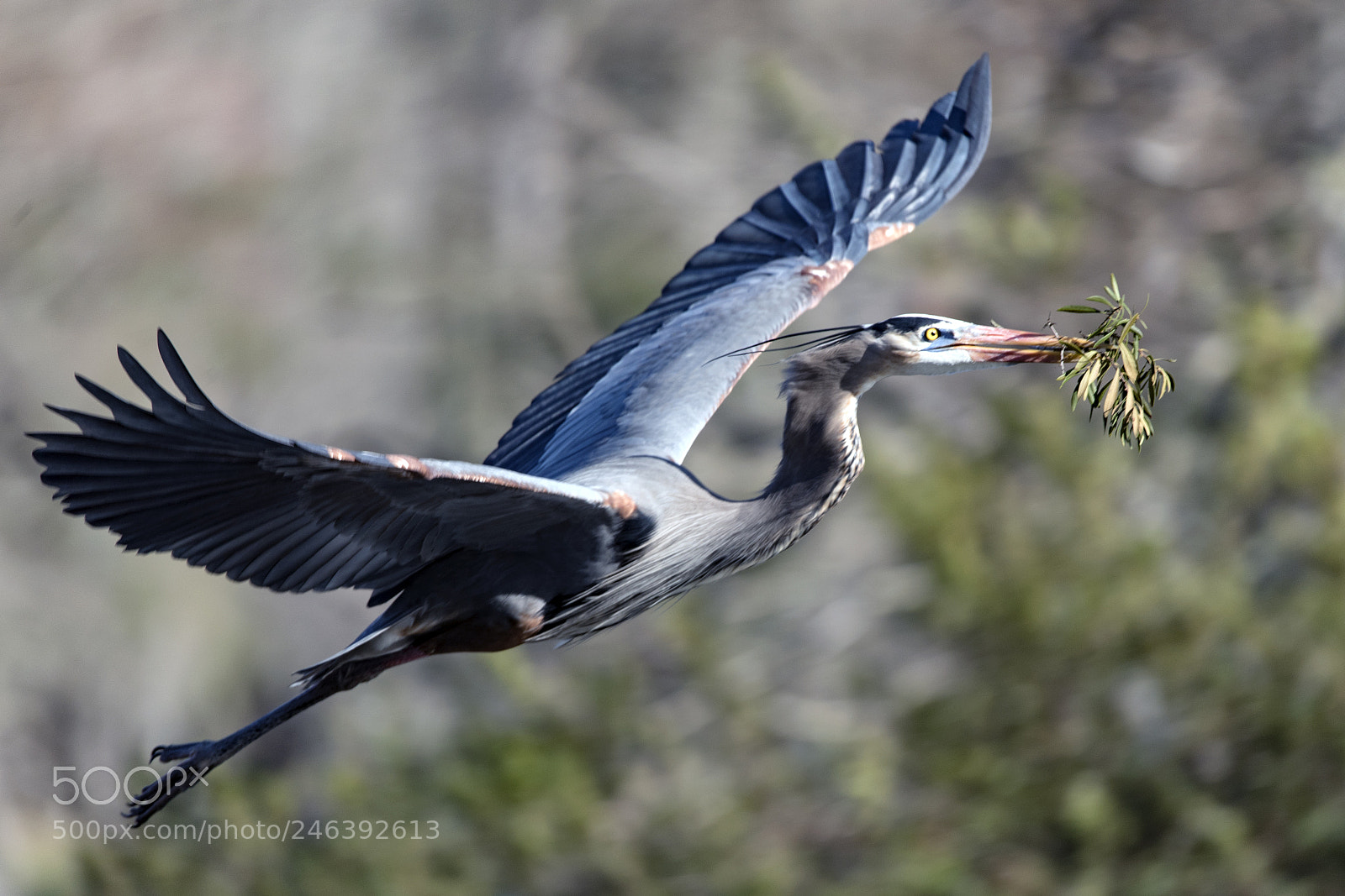 Nikon D750 sample photo. Great blue heron with photography