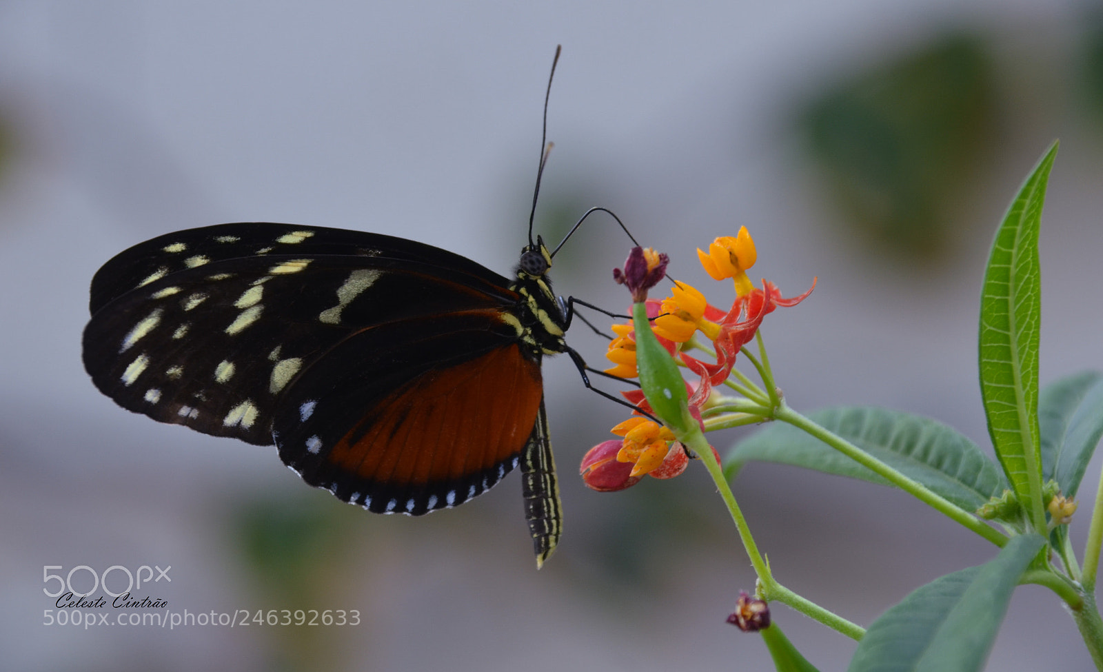 Nikon D5100 sample photo. A borboleta e a photography