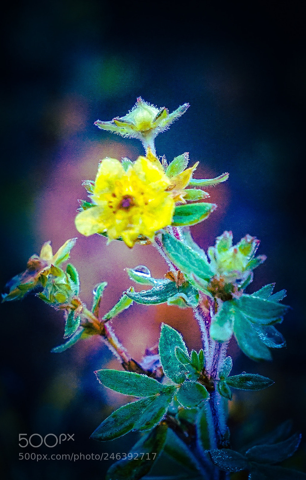 Sony a7 II sample photo. The last breath of photography