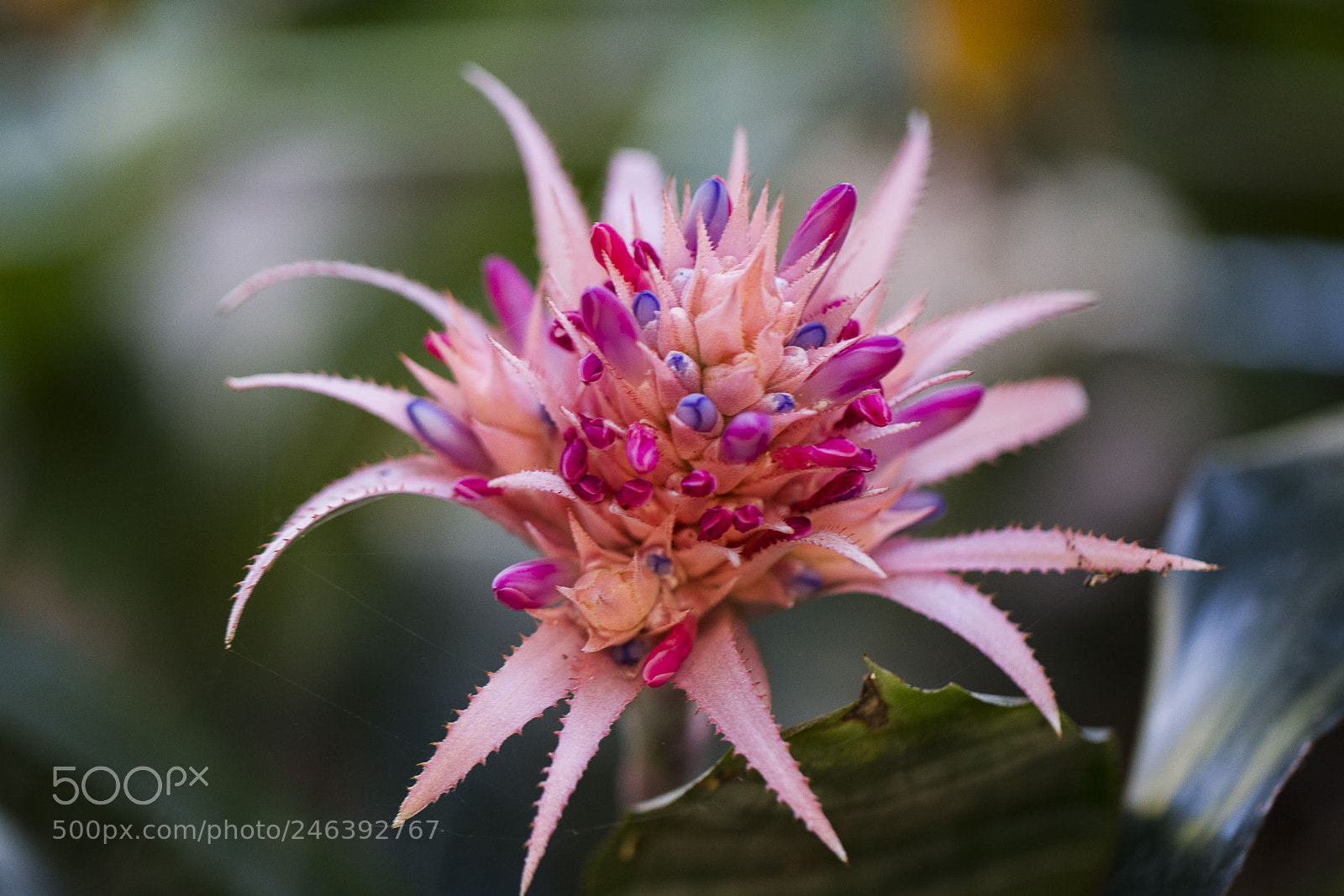 Canon EOS-1D Mark IV sample photo. Bromeliad showing off photography