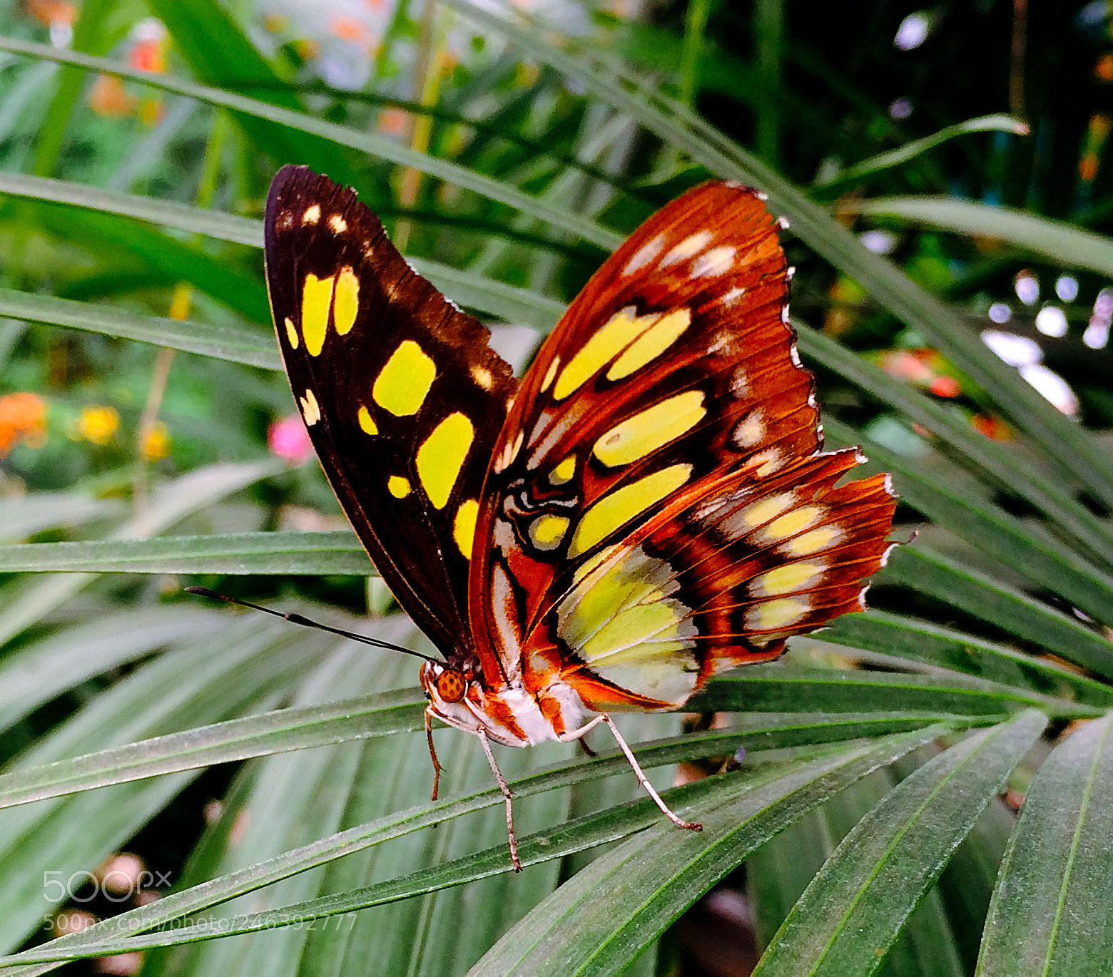 Apple iPhone 5s sample photo. Wonder wings photography