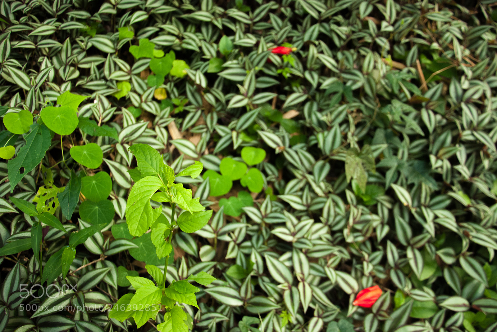 Nikon D80 sample photo. The plants (de ) photography
