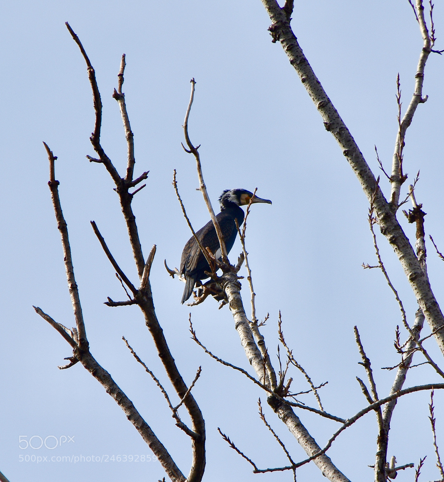 Nikon D3400 sample photo. Cormorano photography