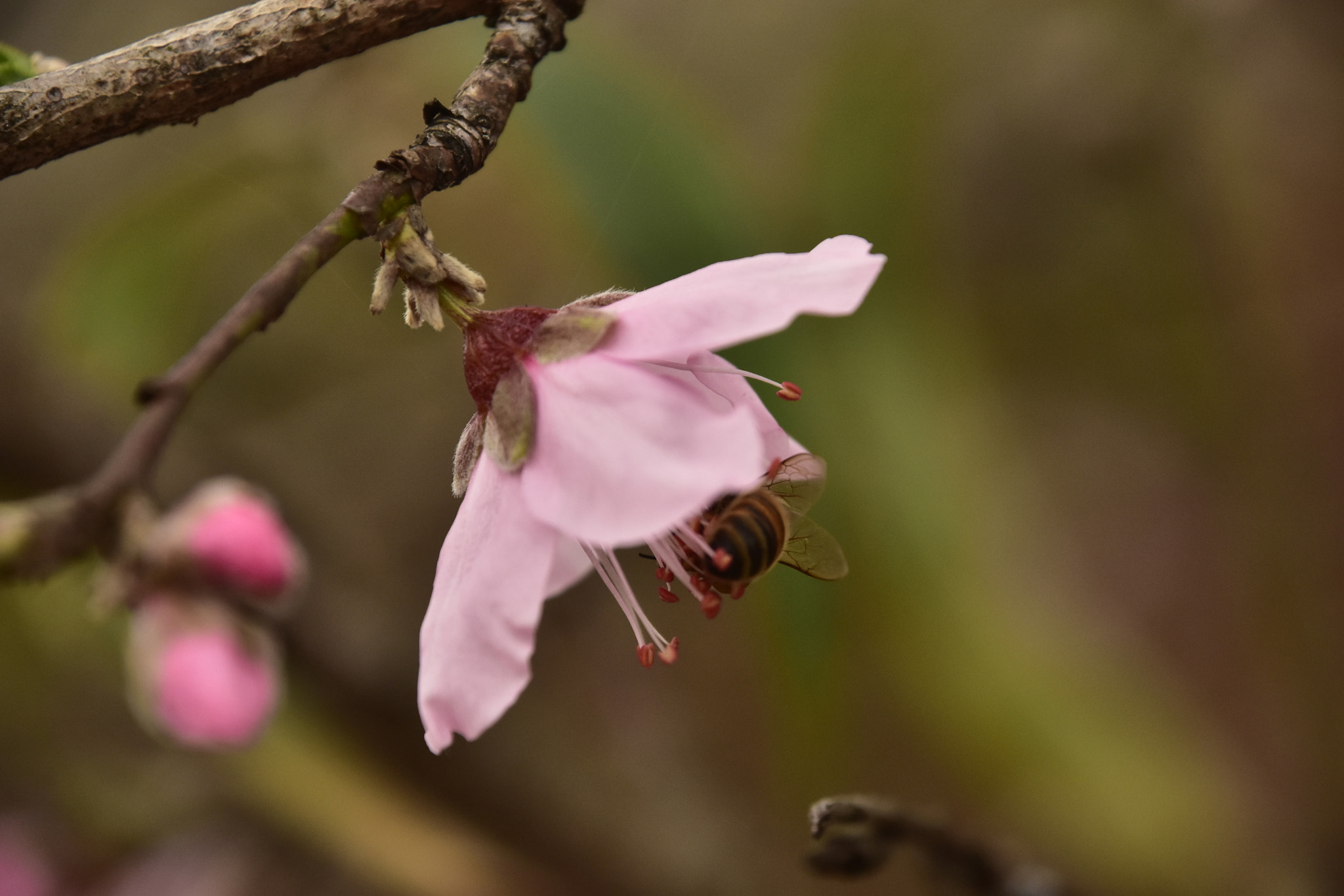 Nikon D7200 sample photo. Peach blossom photography