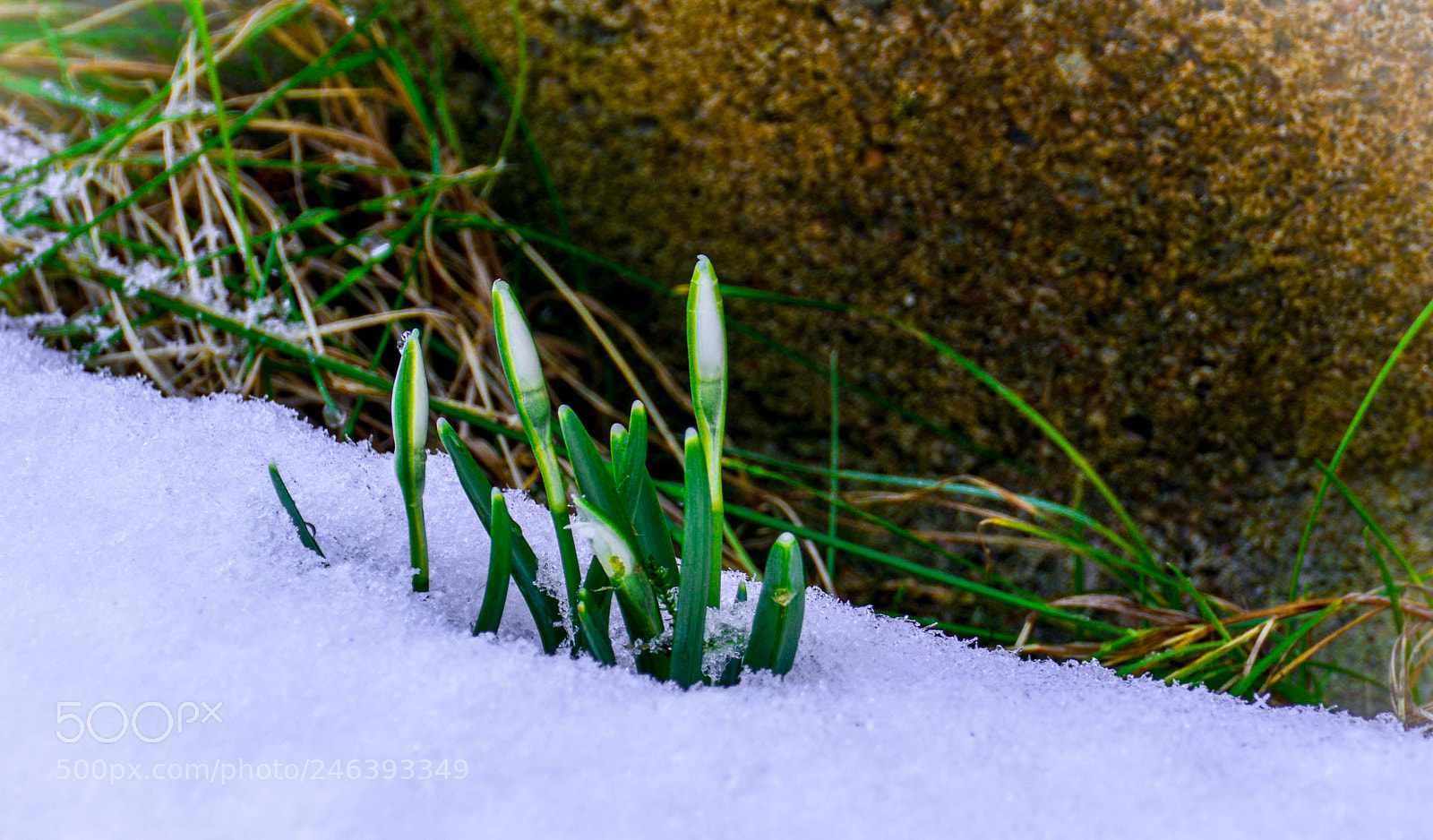 Nikon D5200 sample photo. First spring flowers. photography