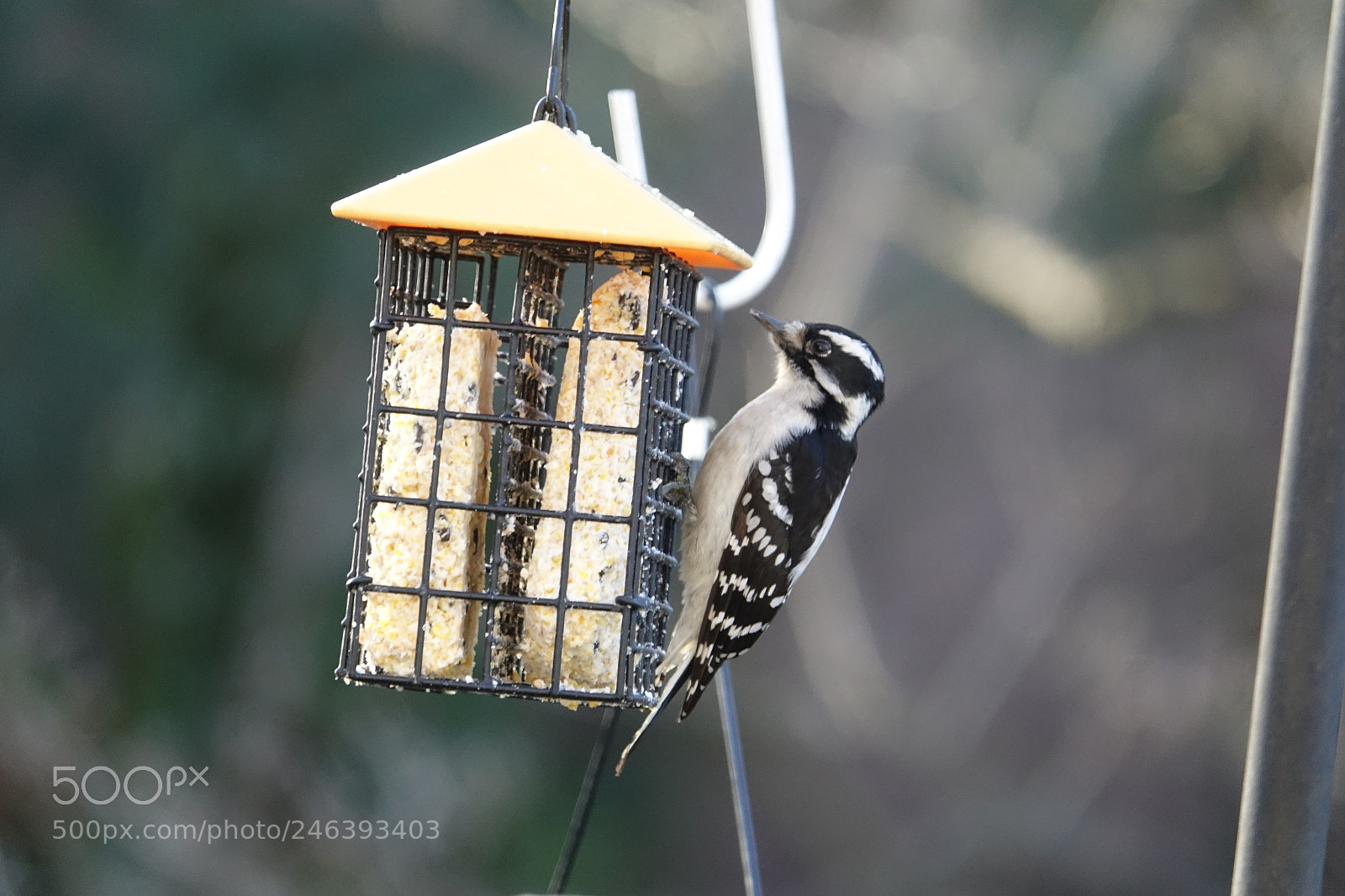 Sony Cyber-shot DSC-RX10 III sample photo. Morning woodpecker photography