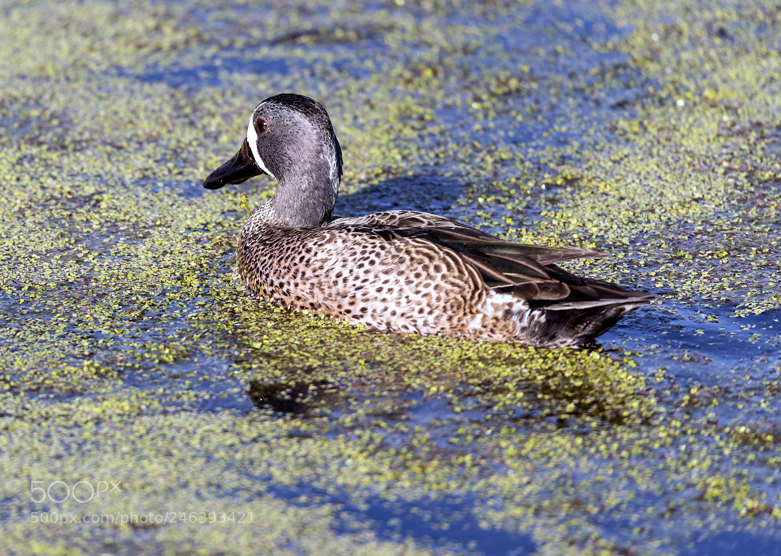 Nikon D750 sample photo. Blue wing teal in photography