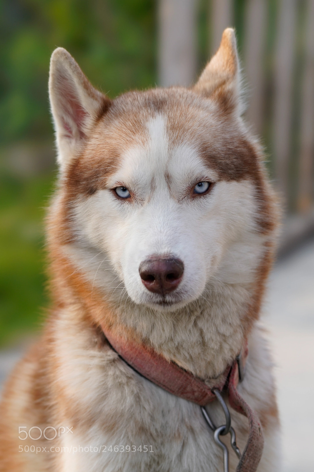 Sony a7R III sample photo. Untitled photography