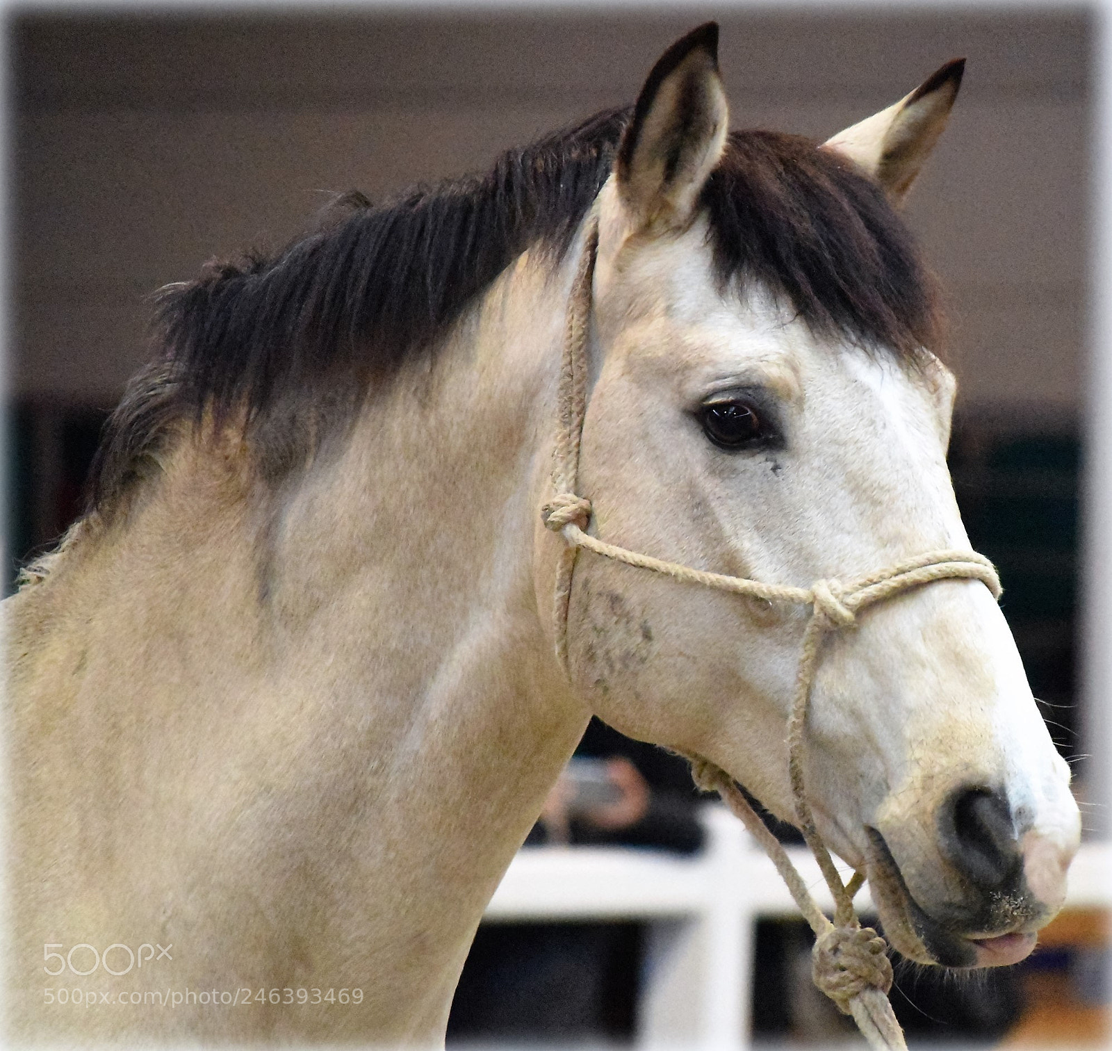 Nikon D810 sample photo. "horse" photography