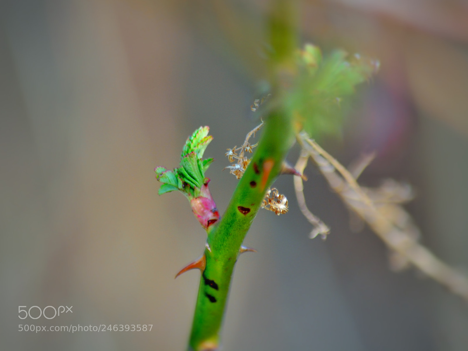 Nikon D5200 sample photo. Tha sound of spring photography