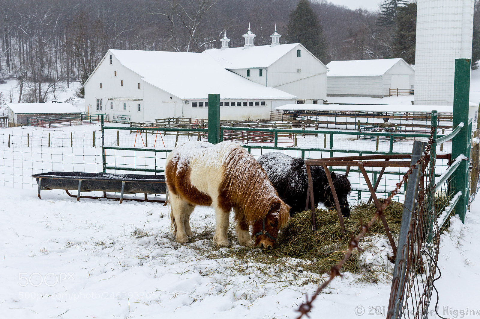 Canon EOS 1200D (EOS Rebel T5 / EOS Kiss X70 / EOS Hi) sample photo. Malabar farm photography
