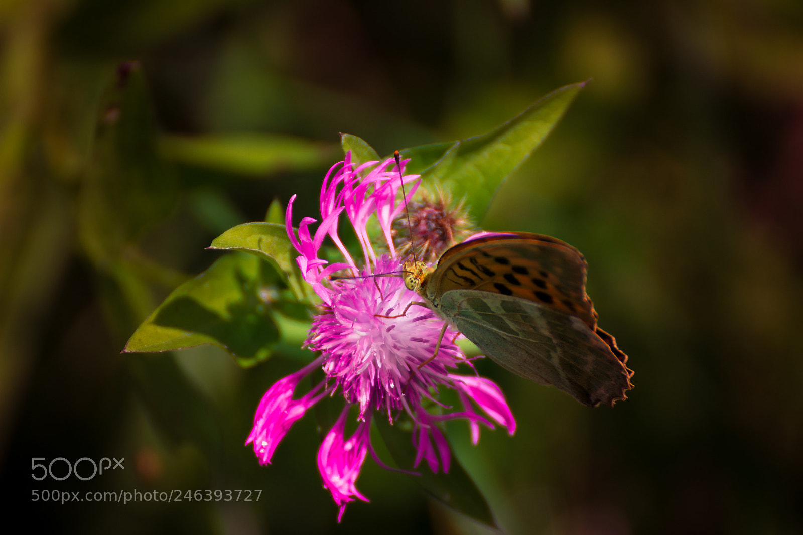 Nikon D5200 sample photo. Motýl (z ) photography