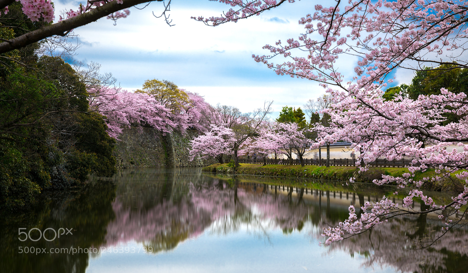 Sony a7R II sample photo. A burst of sakura photography
