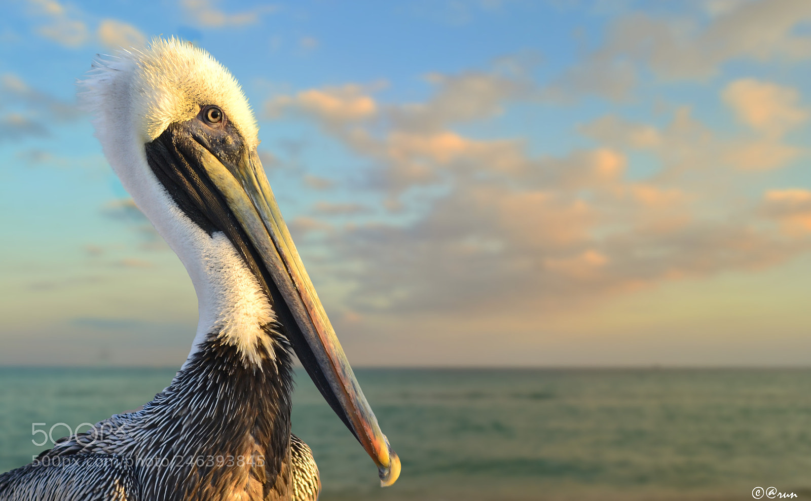 Nikon D3100 sample photo. Pelican portrait! photography