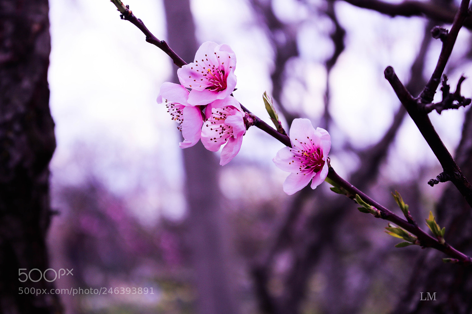 Canon EOS 700D (EOS Rebel T5i / EOS Kiss X7i) sample photo. Pink flowers photography