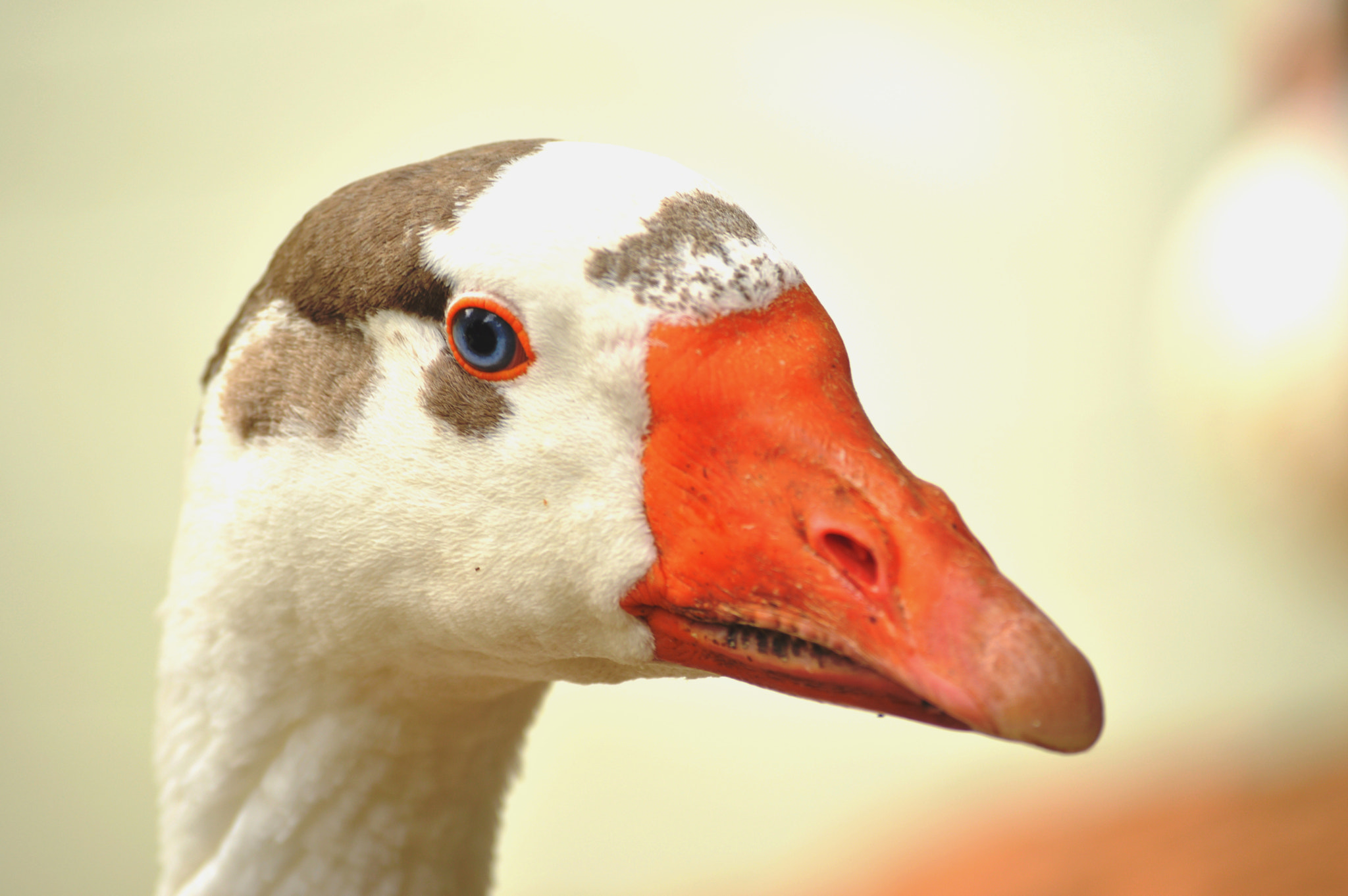 Nikon D3200 sample photo. Goose ii photography