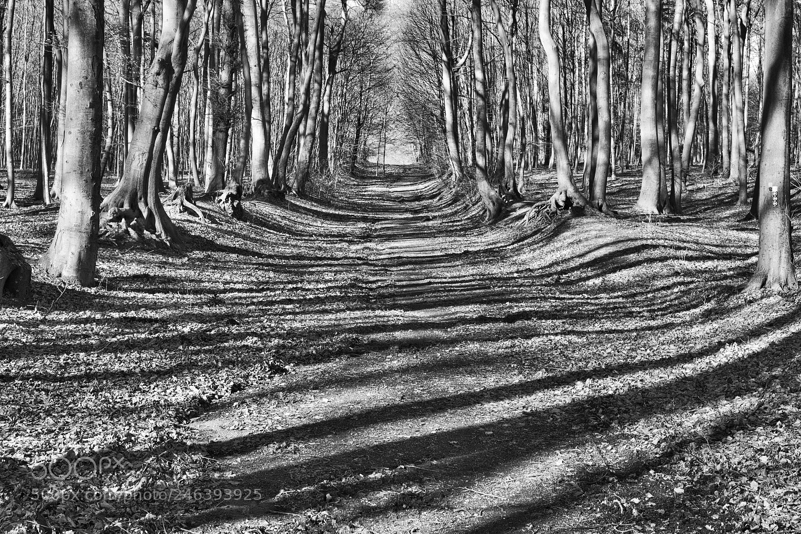 Pentax K-70 sample photo. Zebrawald photography