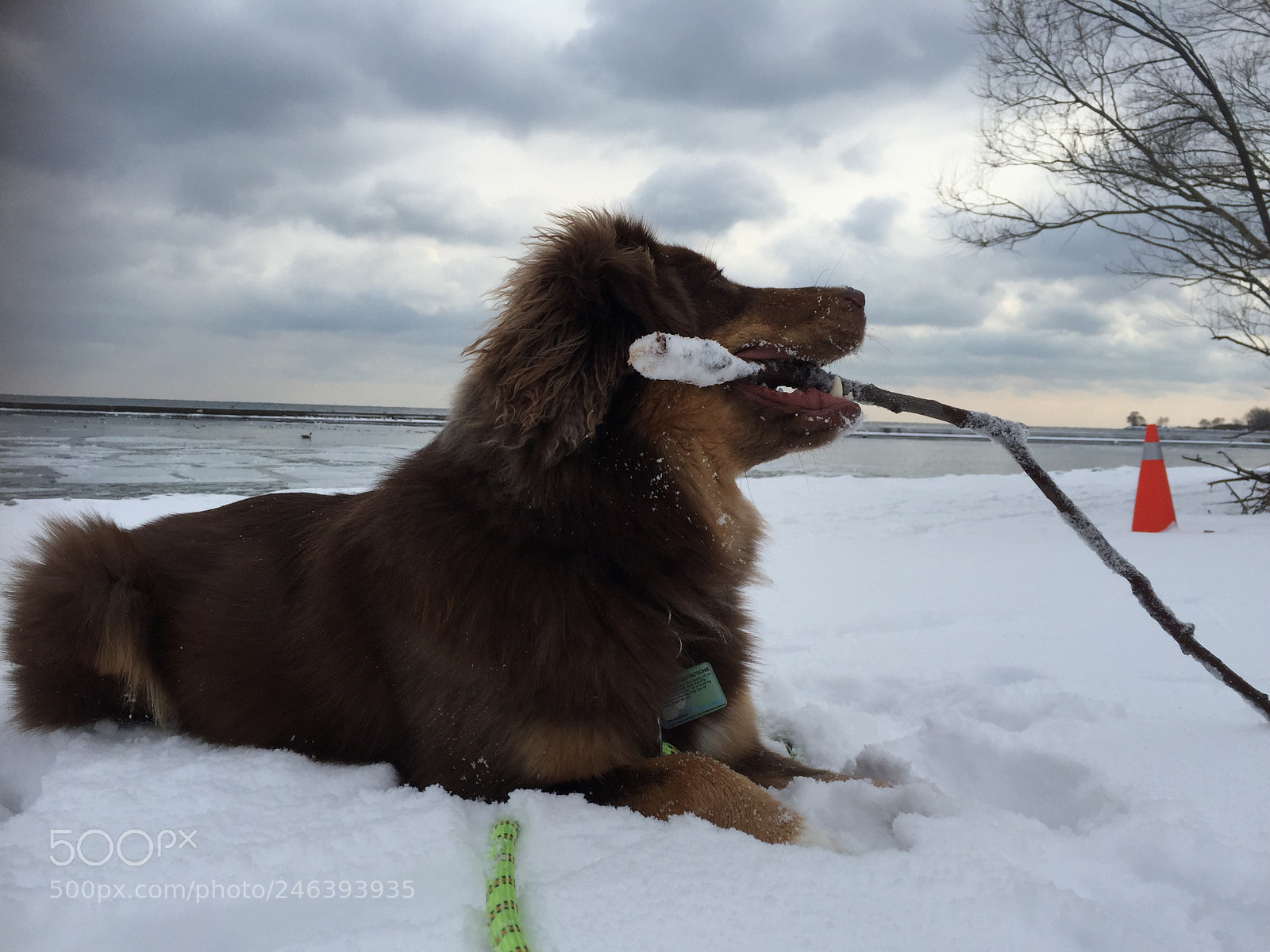 Apple iPhone 6 sample photo. Fine winter morning walk photography