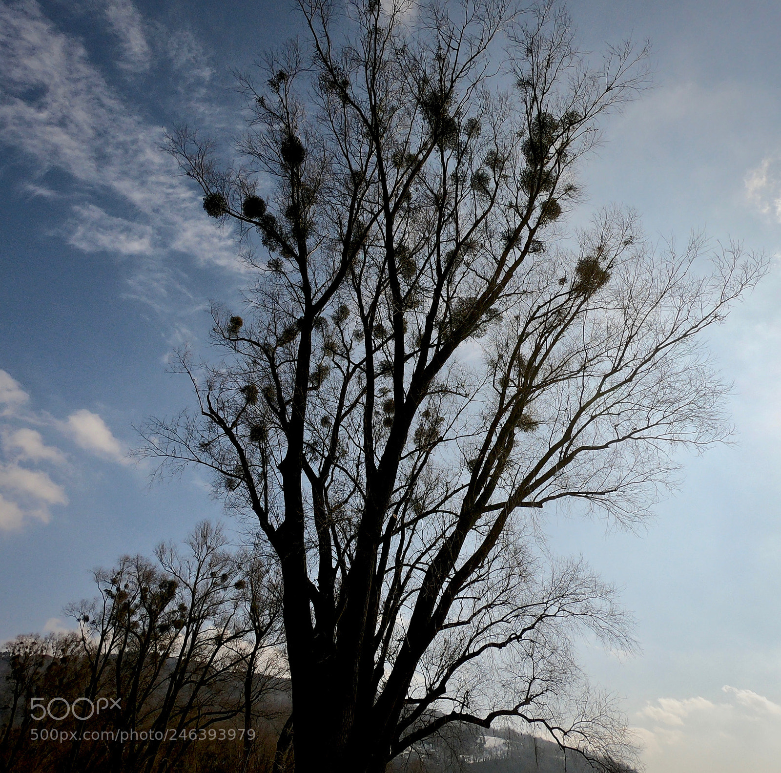GoPro Hero6 Black sample photo. Tree photography