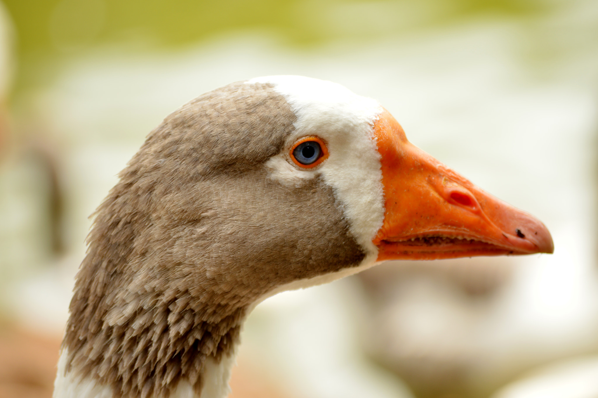 Nikon D3200 sample photo. Goose iii photography