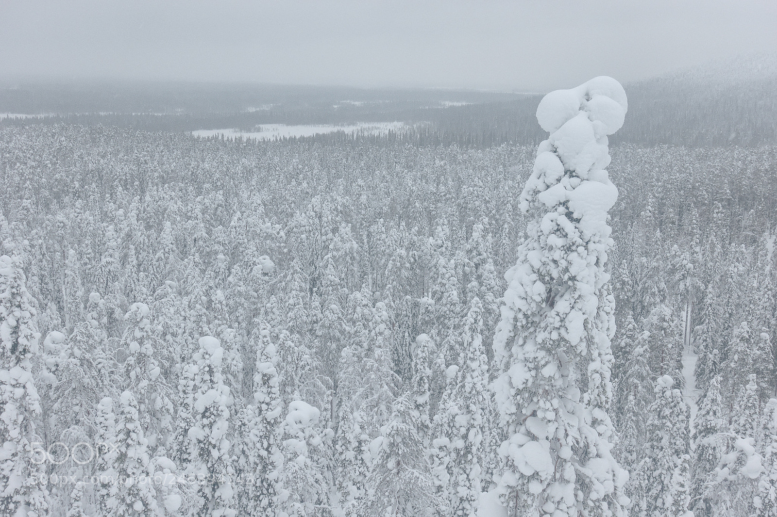 Sony DSC-RX100M5 sample photo. Snowy trees at iso-sy photography