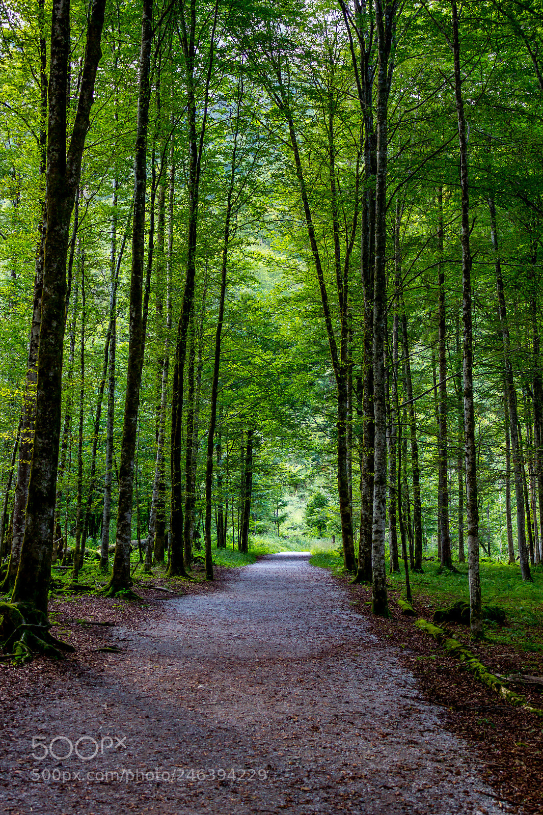 Canon EOS 550D (EOS Rebel T2i / EOS Kiss X4) sample photo. What a beautiful forest photography