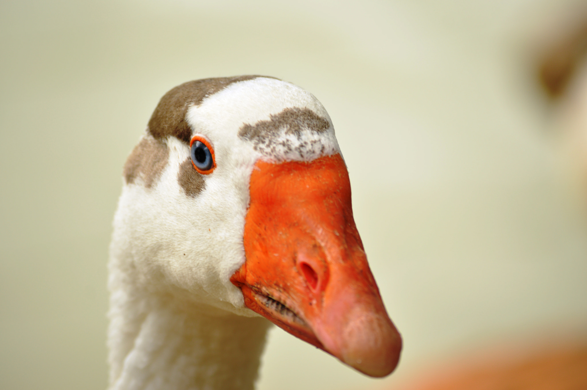 Nikon D3200 sample photo. Goose i photography