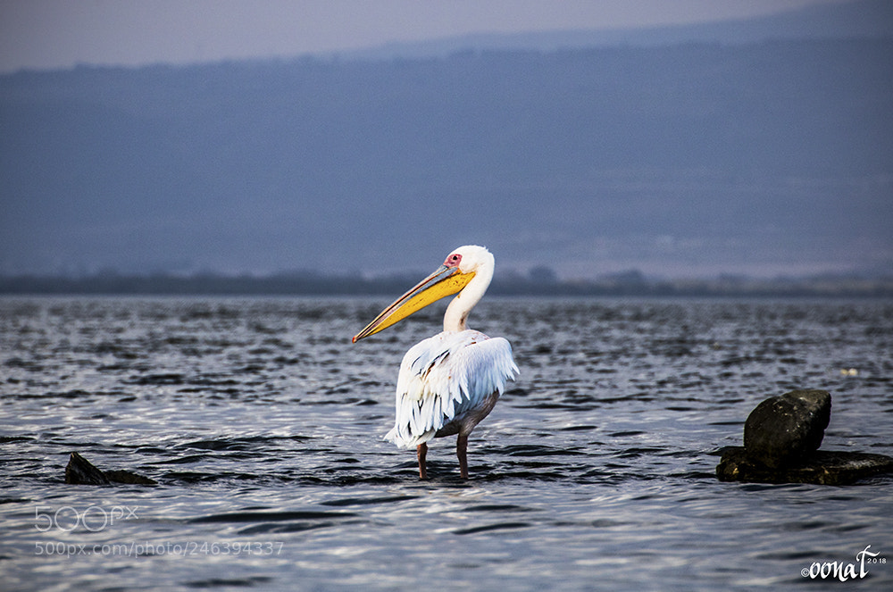 Canon EOS 750D (EOS Rebel T6i / EOS Kiss X8i) sample photo. Pelican on lake naivasha photography