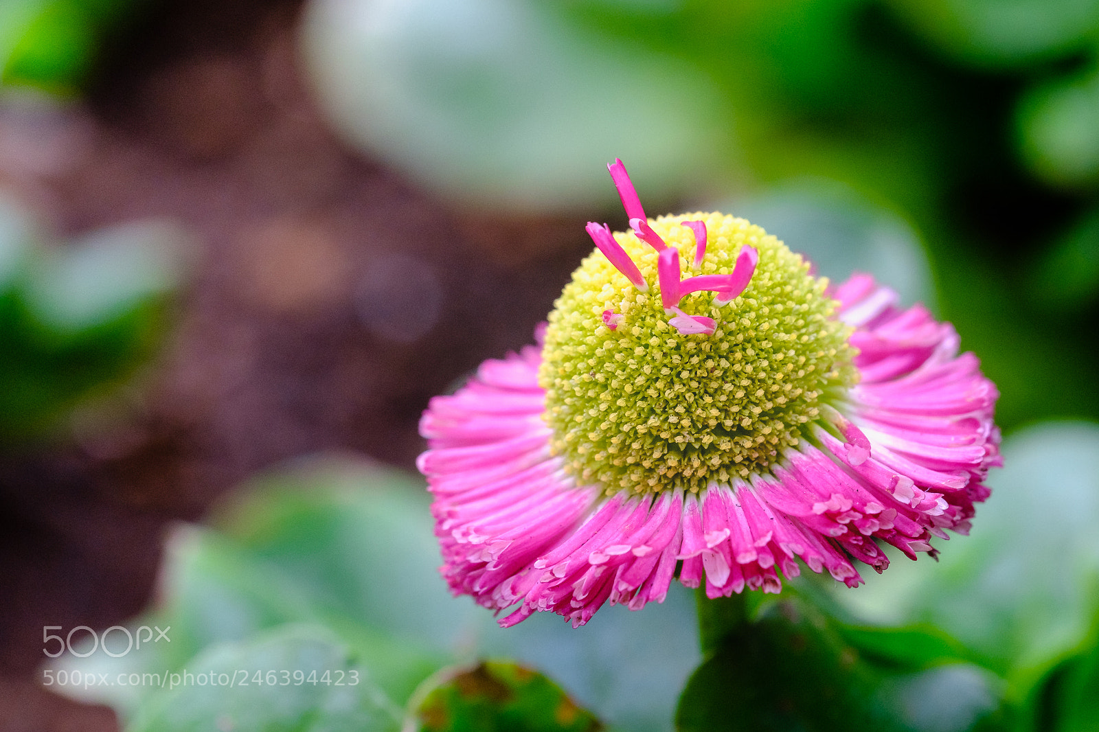 Fujifilm X-T20 sample photo. Macro photography photography