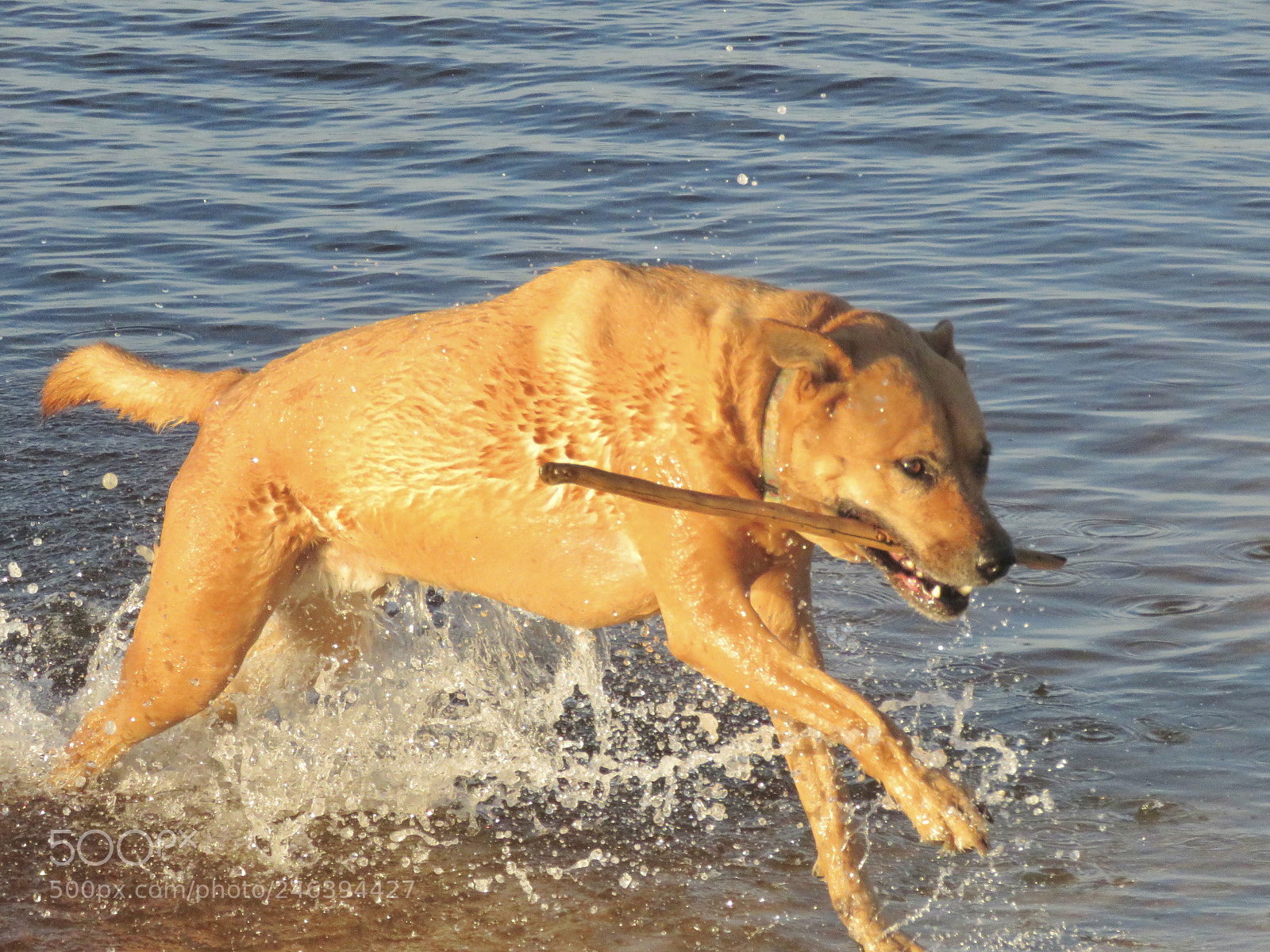 Canon PowerShot SX60 HS sample photo. Fetch, name of game photography