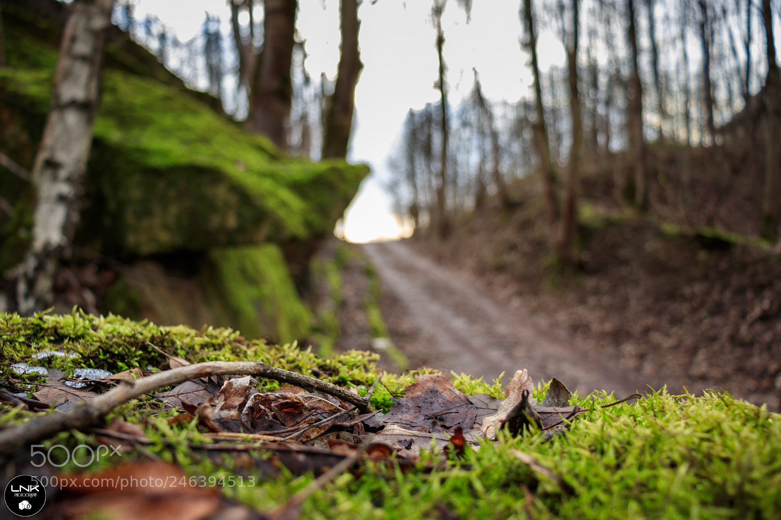 Canon EOS 77D (EOS 9000D / EOS 770D) sample photo. Soft moss photography