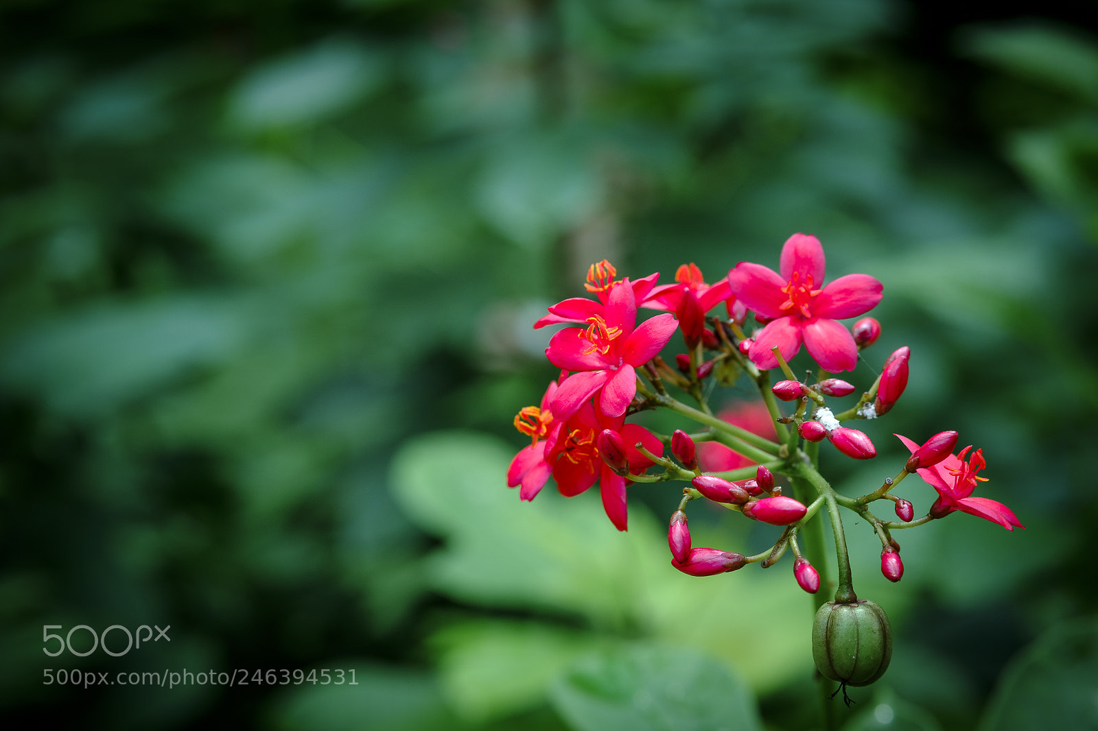Fujifilm X-T20 sample photo. Macro photography photography