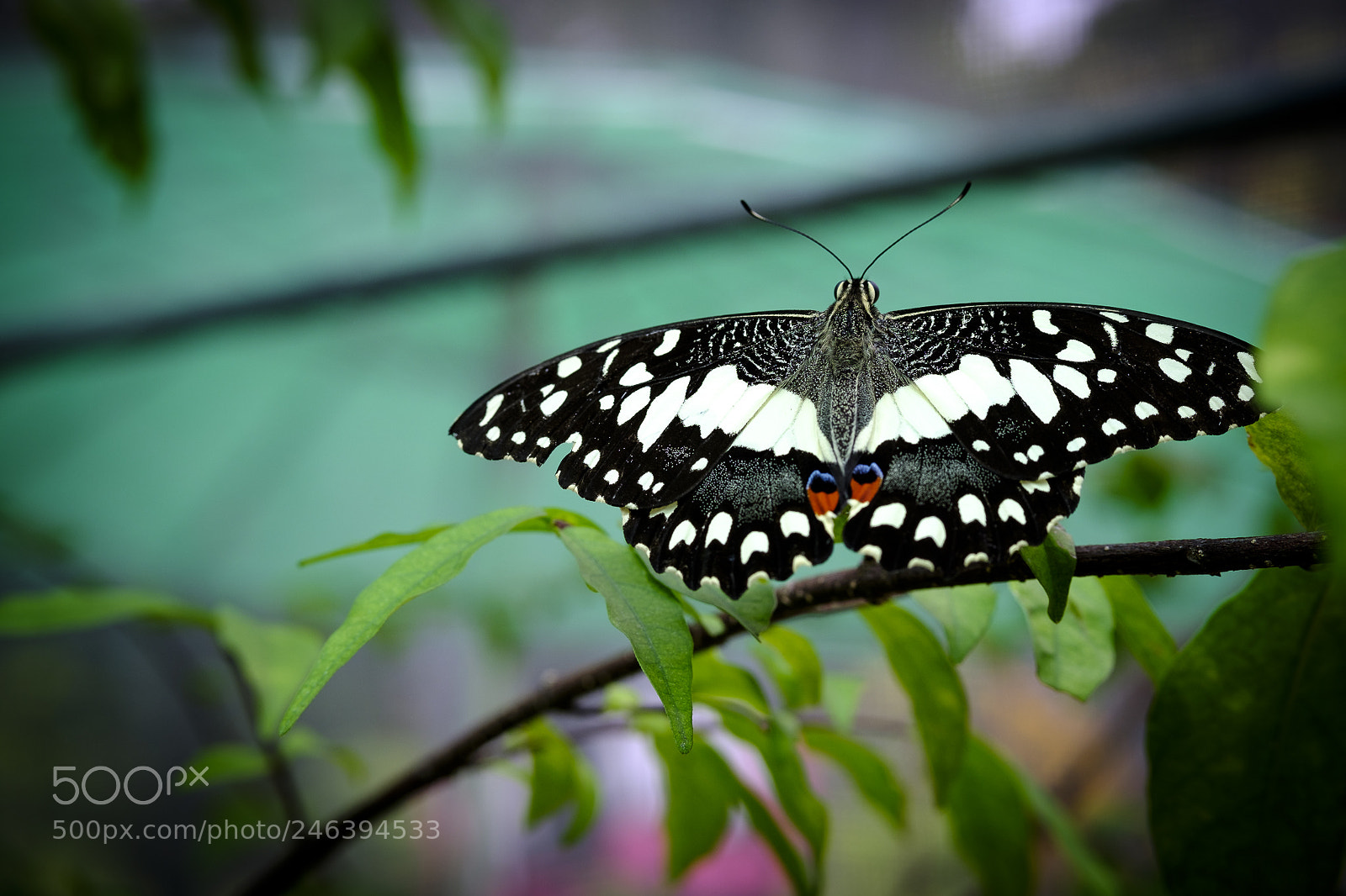 Fujifilm X-T20 sample photo. Macro photography photography