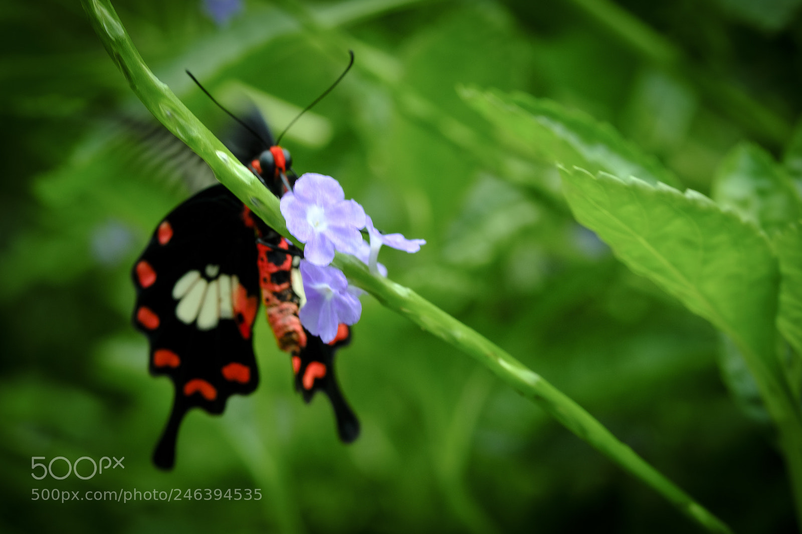 Fujifilm X-T20 sample photo. Macro photography photography