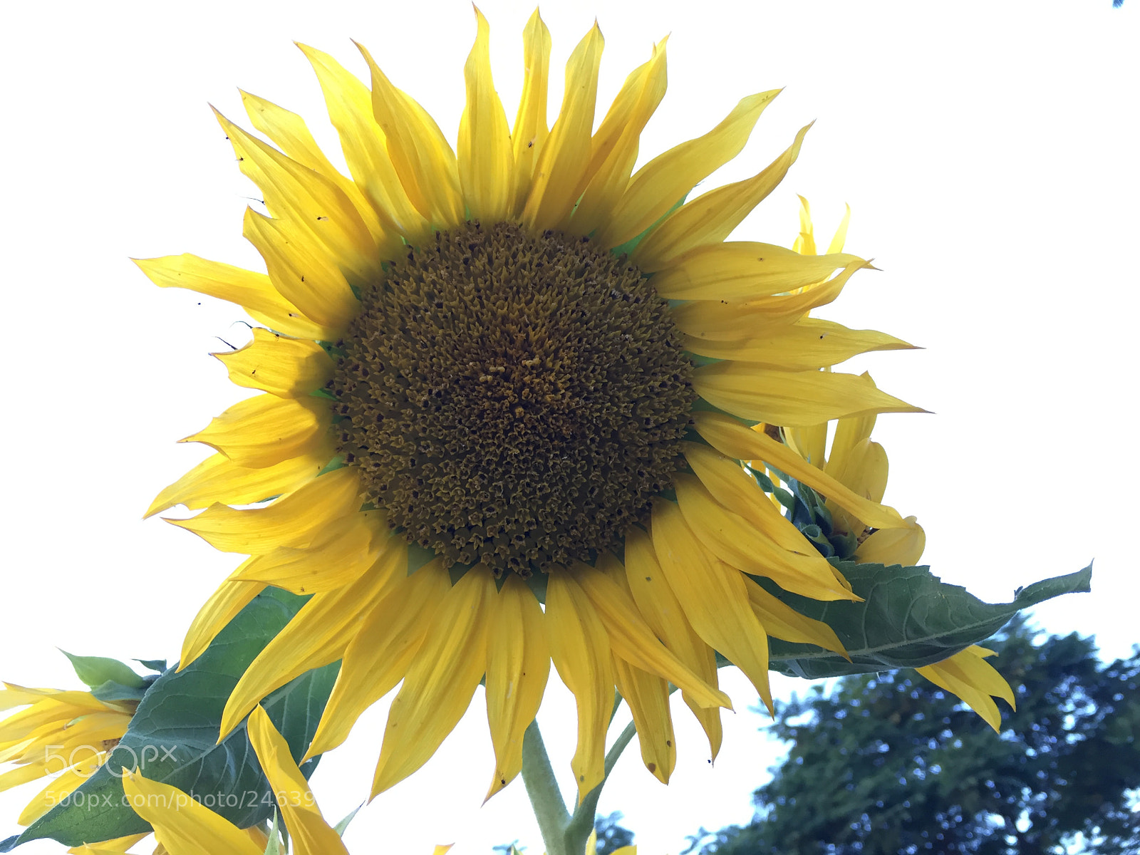 Apple iPhone 6 sample photo. Sunflower photography