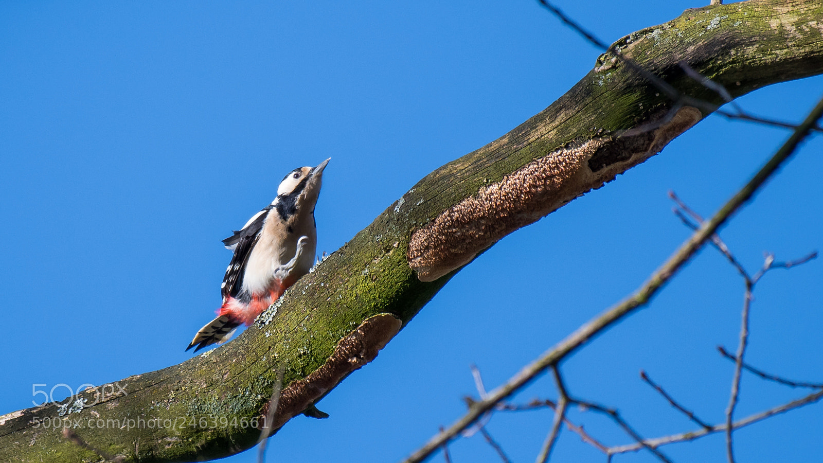 Nikon D500 sample photo. Woody woodpecker photography