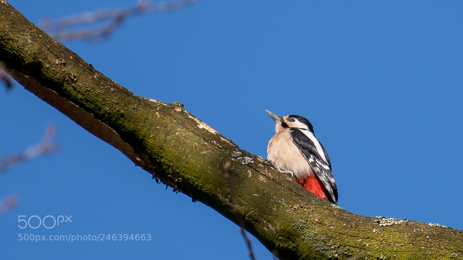 Nikon D500 sample photo. Woody woodpecker photography
