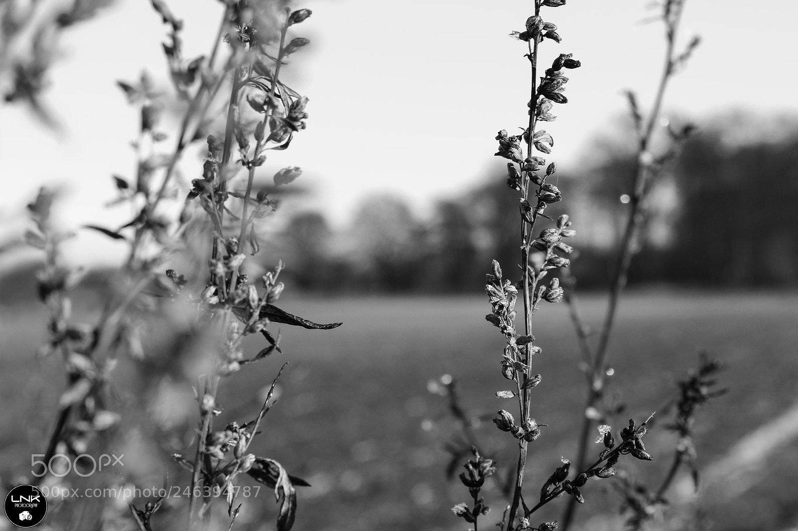 Canon EOS 1300D (EOS Rebel T6 / EOS Kiss X80) sample photo. Field photography