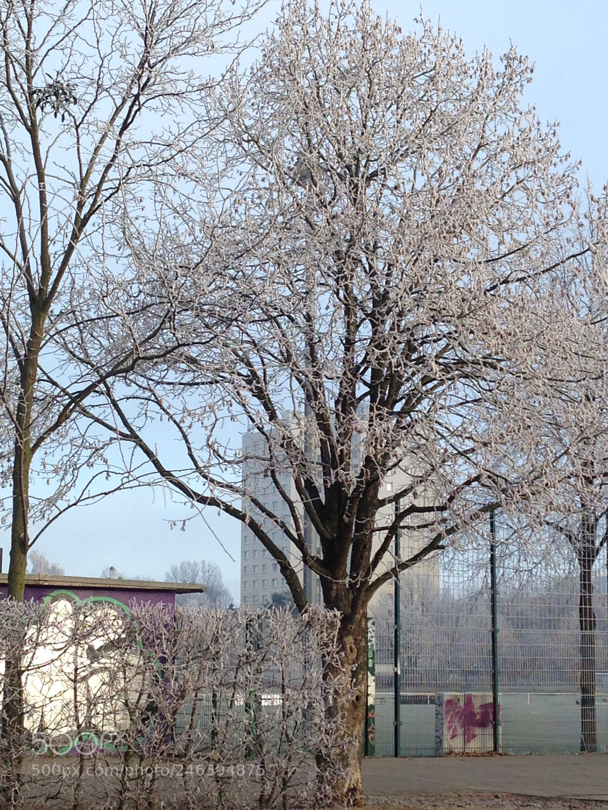 Apple iPhone 5 sample photo. Icetree photography