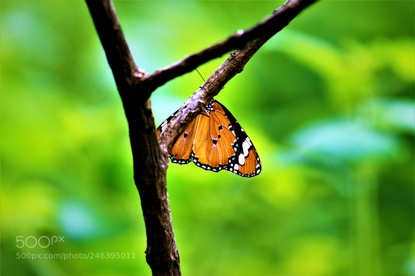 Canon EOS 700D (EOS Rebel T5i / EOS Kiss X7i) sample photo. Butterfly photography