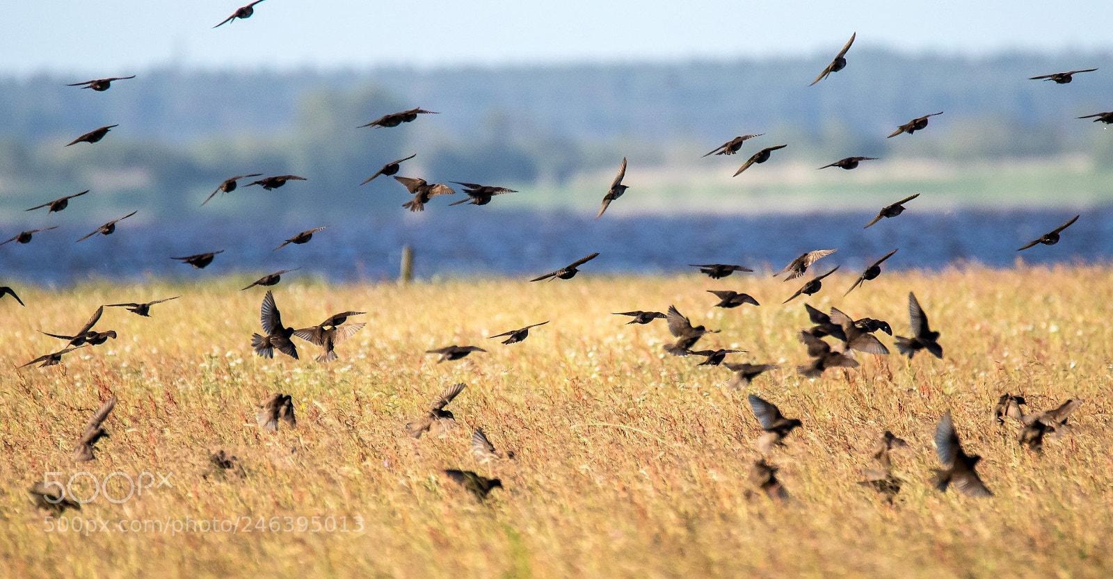 Canon EOS 7D Mark II sample photo. Starlings (sturnus vulgaris) photography